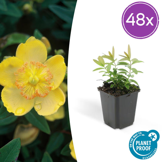 48x Hypericum calycinum - Pflanzfix24