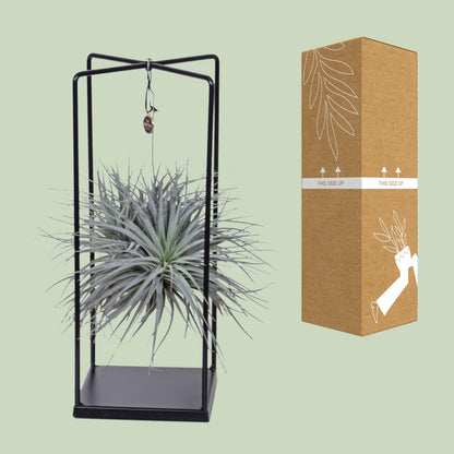 Tillandsia Mix Ø20cm – Luftpflanze 1 Stück | Pflanzfix24.de - Pflanzfix24.de