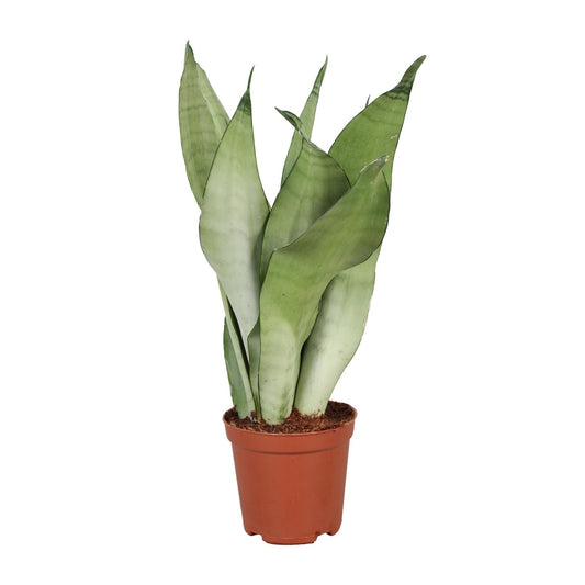 Sansevieria Trifasciata Moonshine - Ø12cm - ↕30cm - Pflanzfix24
