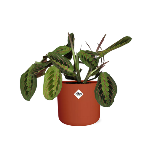 Maranta Leuconeura ‘Fascinator’ Tricolor in ELHO b.for soft rond 14cm brique - Pflanzfix24
