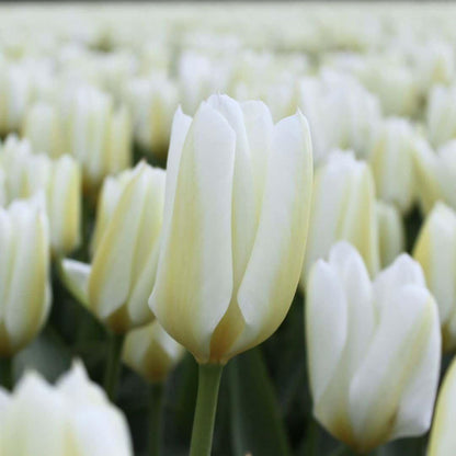 Flowerbulbs Amsterdam - Purissima - 15 Blumenzwiebeln - Größe 12+ - Pflanzfix24