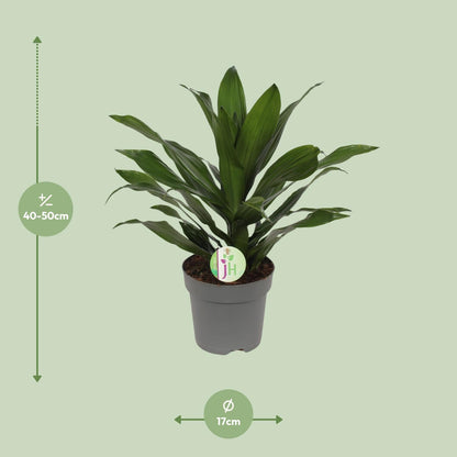 Dracaena Fragrans Grune - Ø17cm - ↕40cm - Pflanzfix24