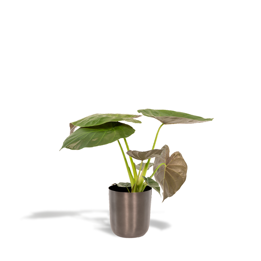 Alocasia Wentii - Ø19cm - ↕65cm + Topf Mayk Lead - Pflanzfix24