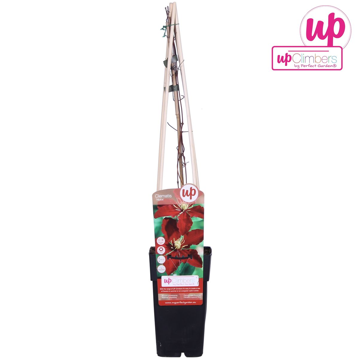 Clematis Niobe - 65cm - Ø15 - Pflanzfix24.de - Pflanzfix24.de