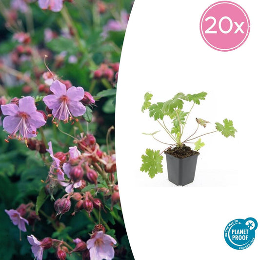 20er Pack Geranium macr. 'Ingwersen's Var.' bei Pflanzfix24.de - ↕10-25cm - Ø9cm - Pflanzfix24.de