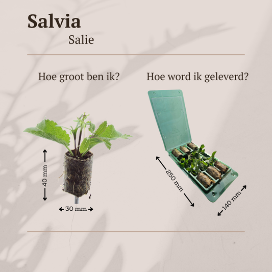 Salvia 6 Jungpflanzen – winterhart & bunt | Pflanzfix24.de - Pflanzfix24.de