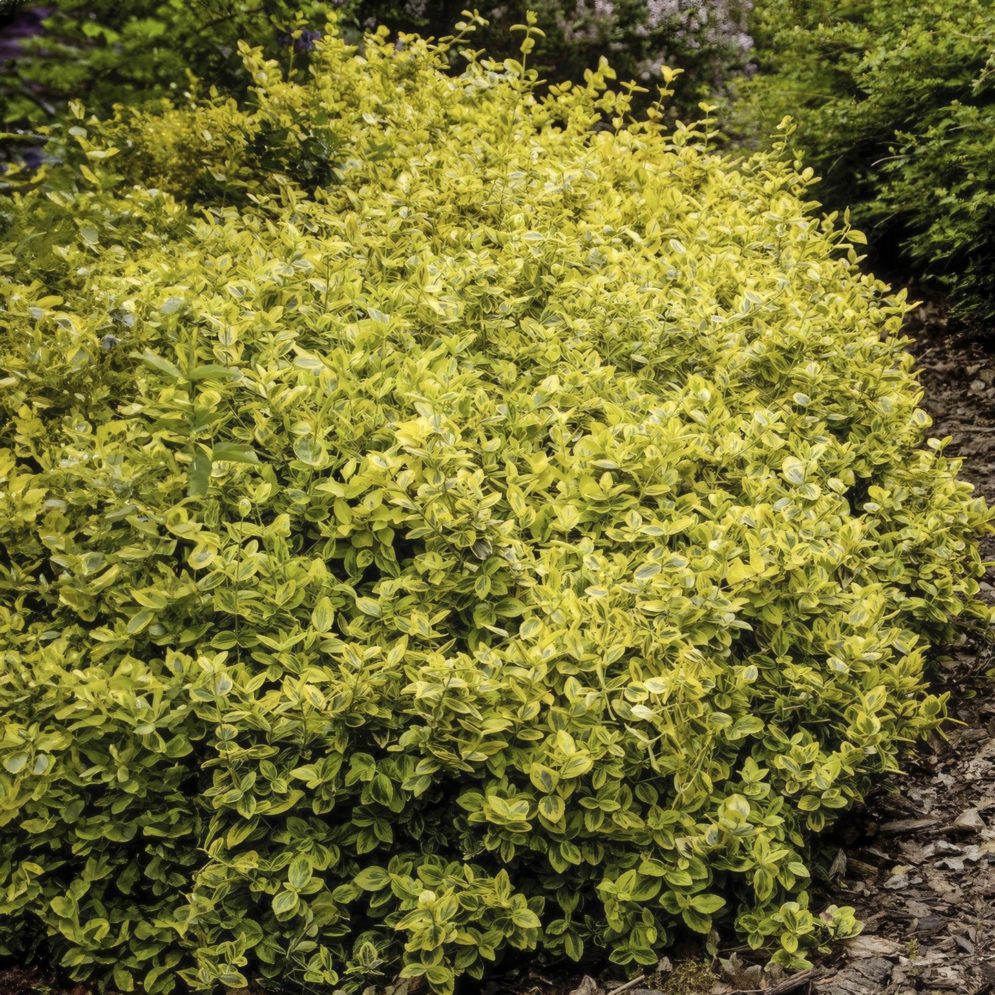 24x Euonymus fort. 'Emerald 'n Gold’ - ↕10-25cm - Ø9cm - Pflanzfix24