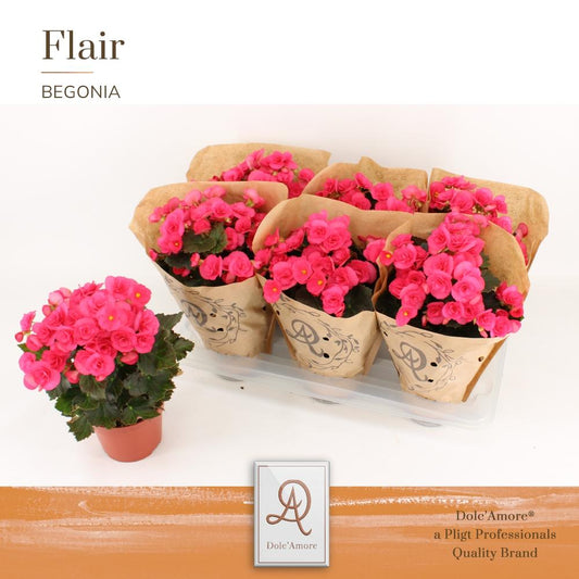 Begonia Adonia P14 Dolc'Amore® Kraft - Pflanzfix24