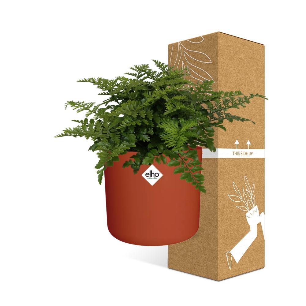 Asplenium Parvati in ELHO b.for soft rond 14cm brique - Pflanzfix24