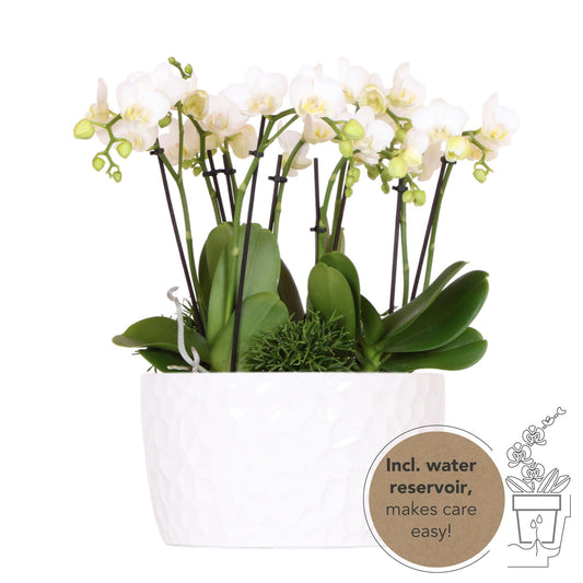 Kolibri Orchideen Pflanzset Weiß Honigschale Ø9 cm | Pflanzfix24.de - Pflanzfix24.de