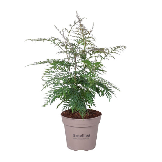 Grevillea Robusta - Ø15cm - ↕45cm - Pflanzfix24
