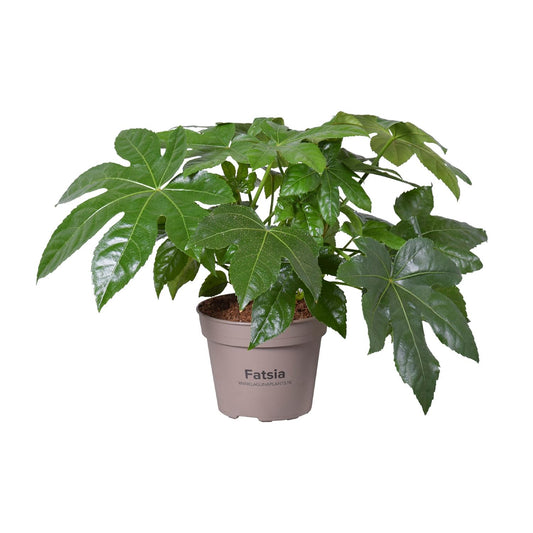 Fatsia Japonica - Ø15cm - ↕45cm bei Pflanzfix24