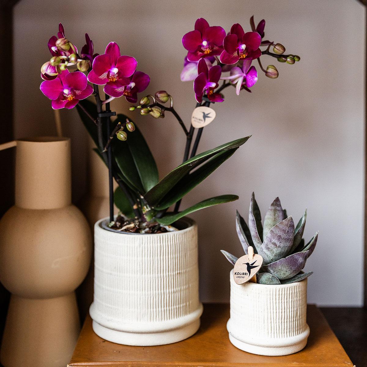 Bali Blumentopf Off White Ø6cm – Kleiner Keramiktopf mit Rillenstruktur für Sukkulenten | Kolibri Home pflanzfix24.de - Pflanzfix24.de