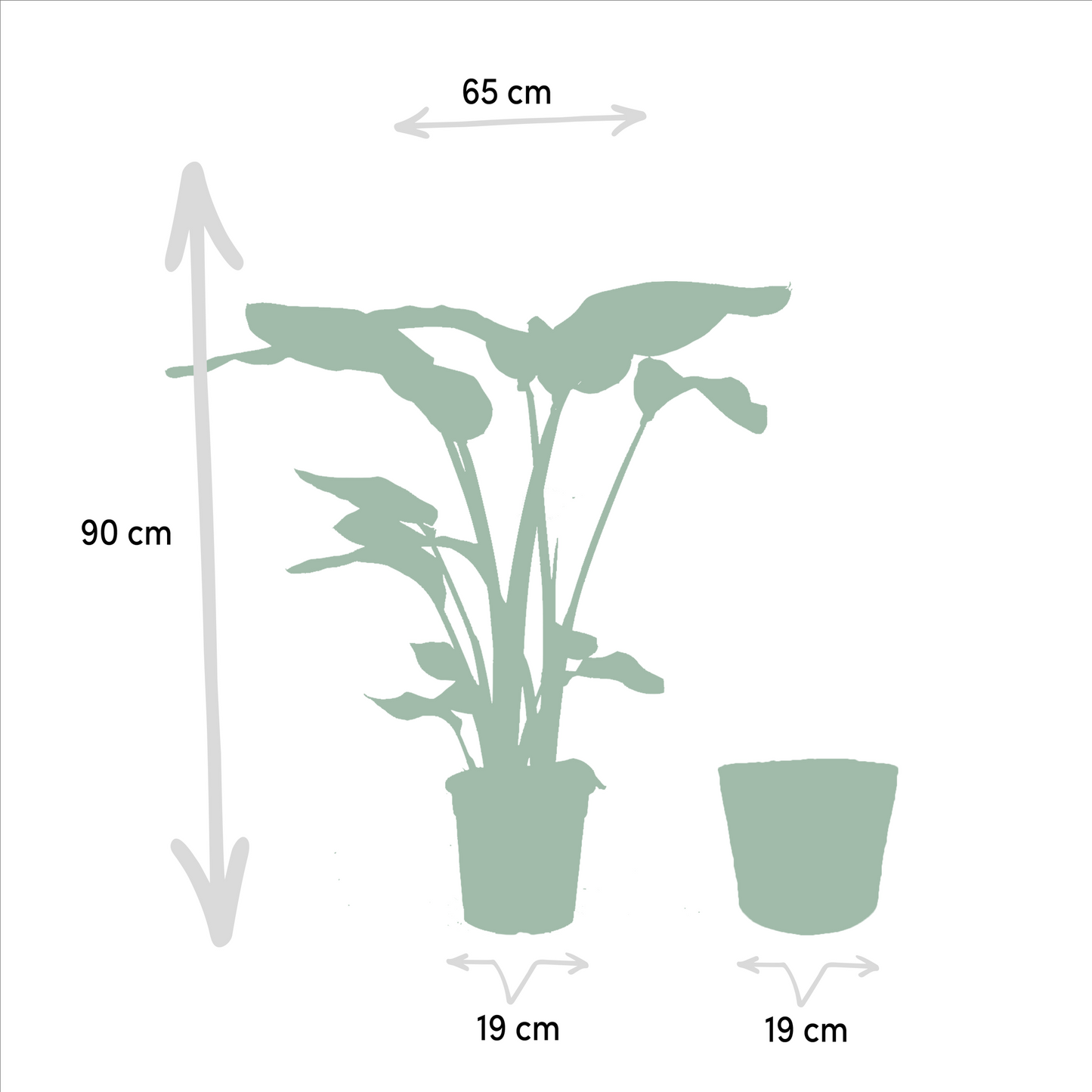 Tropische Zimmerpflanzen - Monstera, Musa Dwarf Cavendish, Strelitzia Nicolai + Korb Igmar - Pflanzfix24