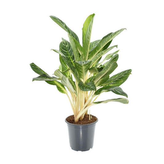 Aglaonema Keylime - Pflanzfix24