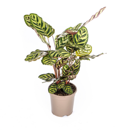 Calathea Makoyana Ø17cm - Pflanzfix24