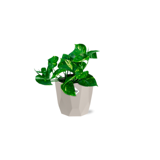 Epipremnum Pinnatum ‘Aureum’ in ELHO b.for rock 14 cm warm grey - Pflanzfix24