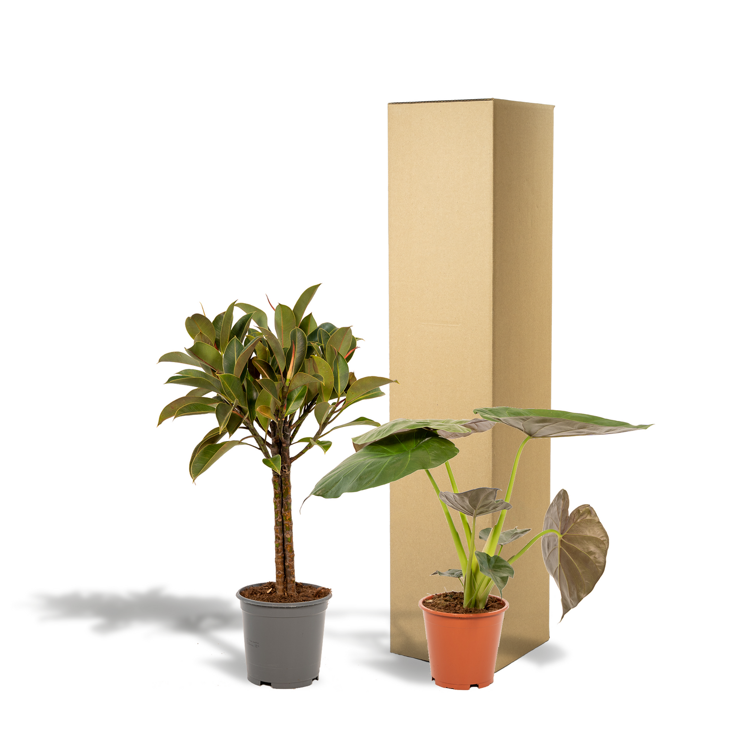 Ficus Elastica Melany + Alocasia Wentii Set - Ø21cm & Ø19cm - Pflanzfix24