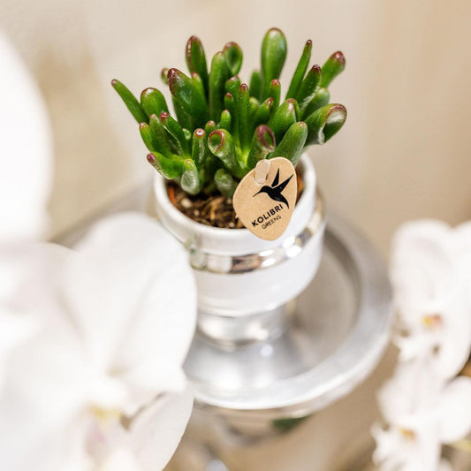 Kolibri Greens Rhipsalis 2er Set im silbernen Le Chic Topf | Pflanzfix24.de - Pflanzfix24.de