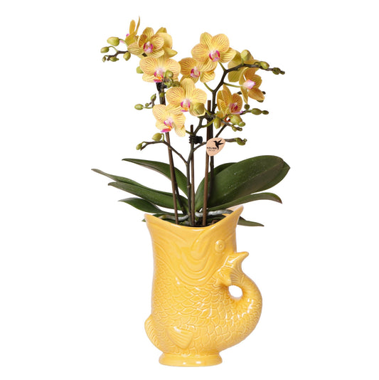 Orchidee Lima Gelb im Fisch-Topf – 9cm | Pflanzfix24.de - Pflanzfix24.de
