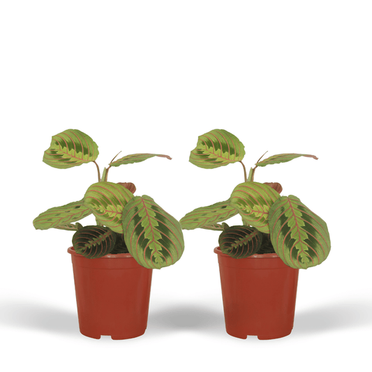 Maranta Fascinator 2er-Set Ø12cm | Pflanzfix24.de - Pflanzfix24.de