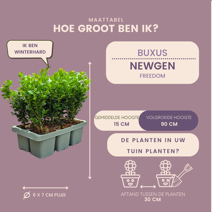 4 x 6er-Pack Buxus NewGen Freedom - Winterharte Immergrüne Sträucher 24 x Ø7 cm - Pflanzfix24.de - Pflanzfix24.de
