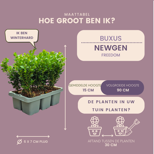 4 x 6er-Pack Buxus NewGen Freedom - Winterharte Immergrüne Sträucher 24 x Ø7 cm - Pflanzfix24.de - Pflanzfix24.de