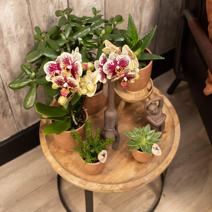 2er Set Phalaenopsis Spanien Rot-Gelb Ø9cm – Pflanzfix24.de - Pflanzfix24.de