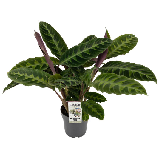 Calathea Warscewiczii - pflanzfix24