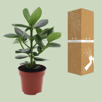 Clusia Rosea Princess - Ø12cm - Pflanzfix24.de - Pflanzfix24.de