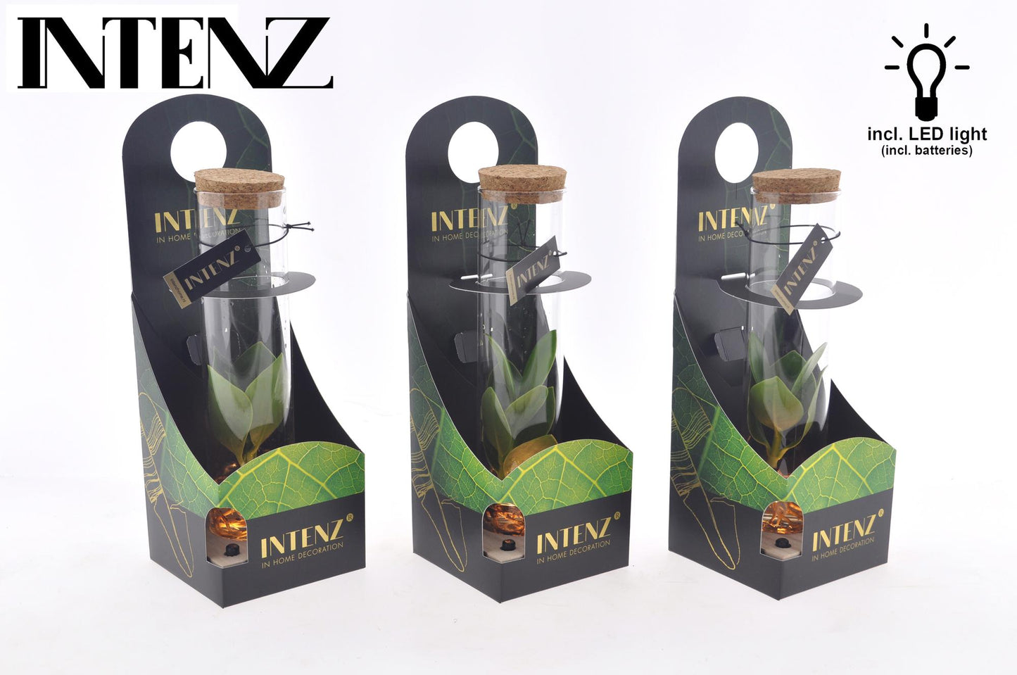 Clusia In Tube Glas + LED + Verpackung - Ø5cm - ↕10cm - Pflanzfix24