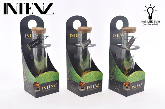 Clusia In Tube Glas + LED + Verpackung - Ø5cm - ↕10cm - Pflanzfix24