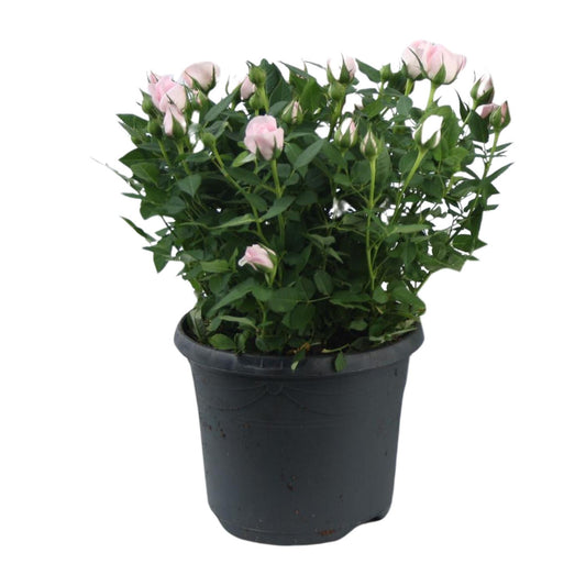 Topfrose Rosa Jewel Patio Baby Ø17cm – Pflegeleicht | Pflanzfix24