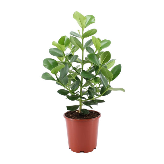 Clusia Rosea Princess - Ø24cm - ↕80cm - Pflanzfix24
