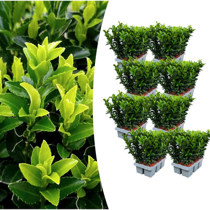 8 x 6er-Pack Euonymus 'Green Spire' – Ø 7 cm – ↨ 15 cm - Pflanzfix24.de - Pflanzfix24.de
