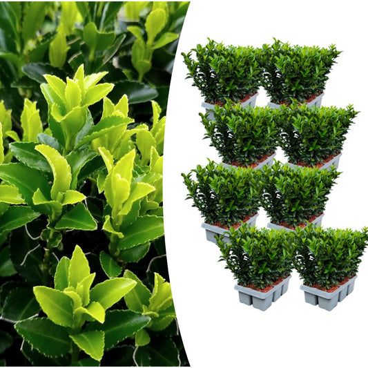 8 x 6er-Pack Euonymus 'Green Spire' – Ø 7 cm – ↨ 15 cm - Pflanzfix24.de - Pflanzfix24.de