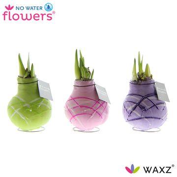 Pflanzfix24 - No Water Flowers Waxz Art Monet - 3 Stücke