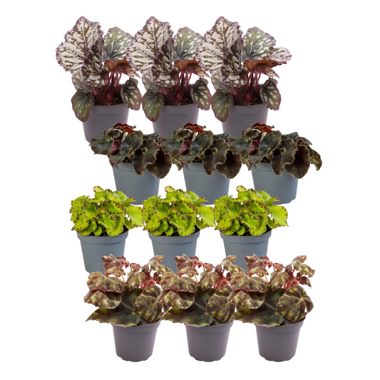12x Begonia Mix - Pflanzfix24