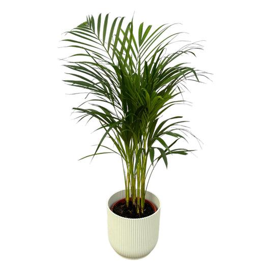 Areca palm - ↨85cm - Ø19cm inkl. elho Vibes Fold Round weiß D22xH20 - Pflanzfix24