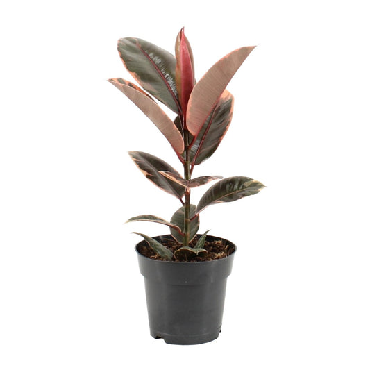 Ficus Elastica Belize - Ø17cm - ↕55cm - Pflanzfix24.de - Pflanzfix24.de