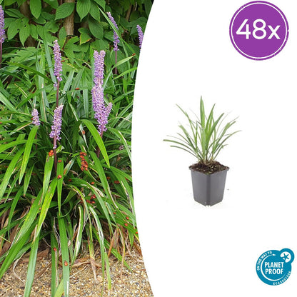 48x Liriope muscari 'Ingwersen' - ↕10-25cm - Ø9cm - Pflanzfix24
