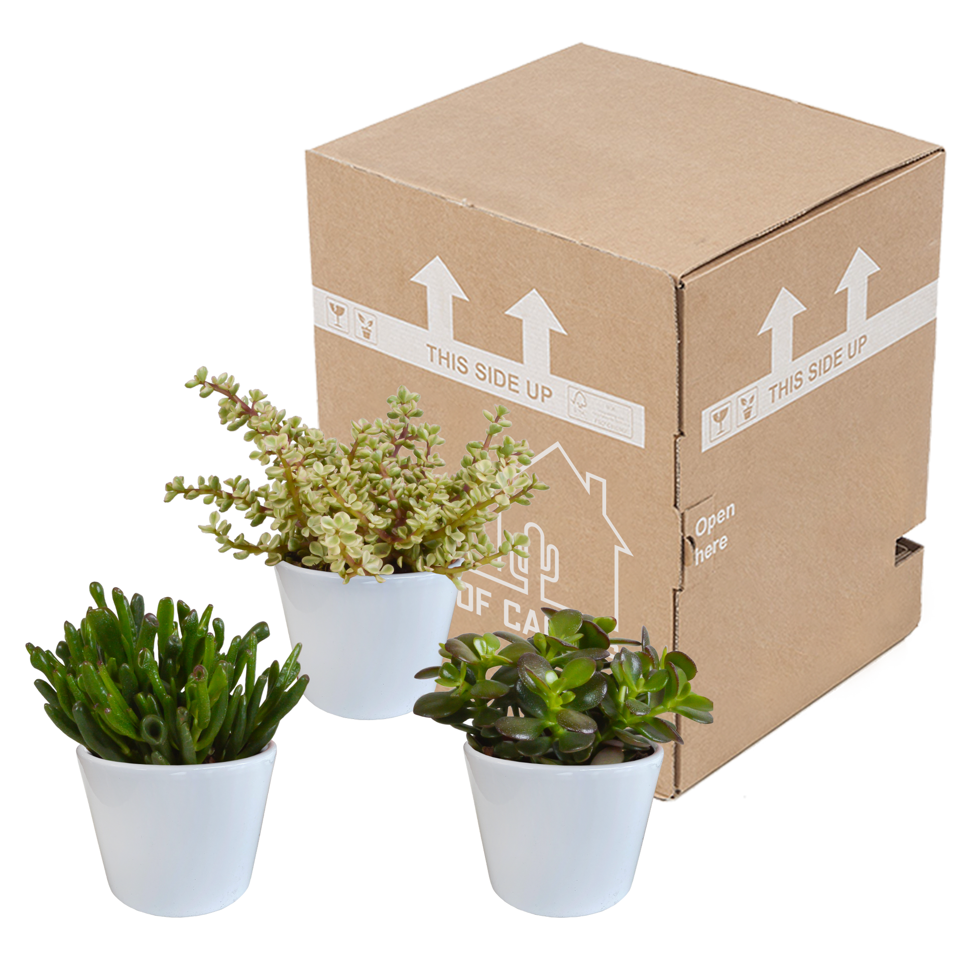 Crassula-Mischung 10,5 cm - 3x - in weißer Topf - Pflanzfix24.de - Pflanzfix24.de