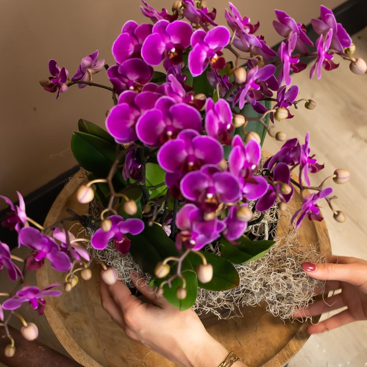 Phalaenopsis Orchidee 'Morelia' Lila Ø9cm | blühende Zimmerpflanze | Pflanzfix24.de - Pflanzfix24.de