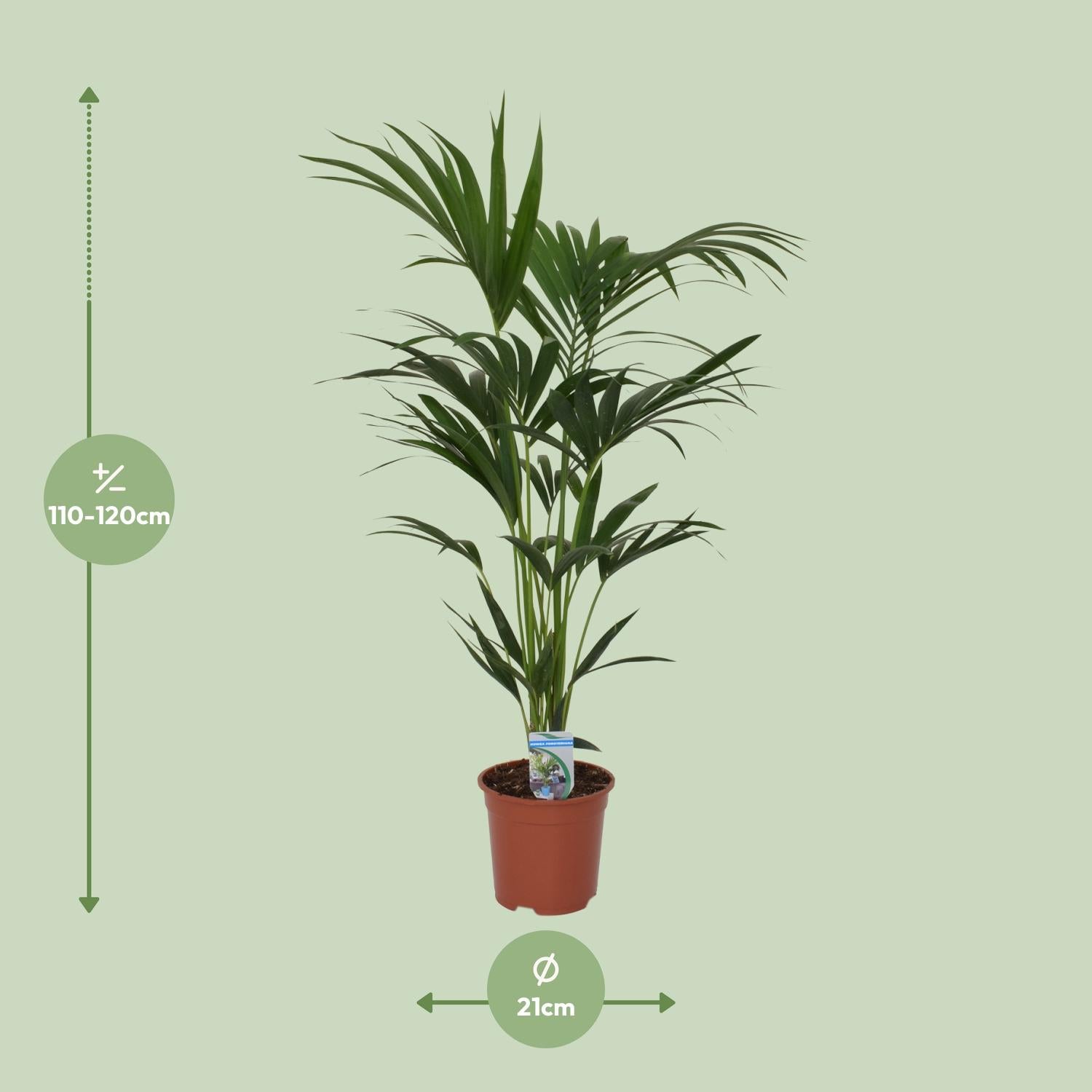 Howea Forsteriana - Ø21cm - ↕120cm - Pflanzfix24.de - Pflanzfix24.de