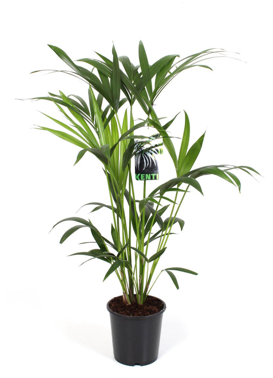Kentia-Palme - Ø19cm - ↕80cm - Pflanzfix24
