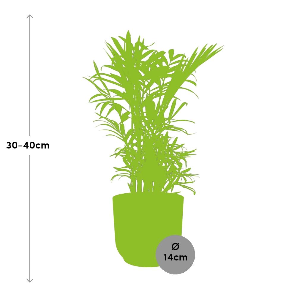 Chamaedorea Elegans in ELHO Vibes Fold 14cm roze - Pflanzfix24