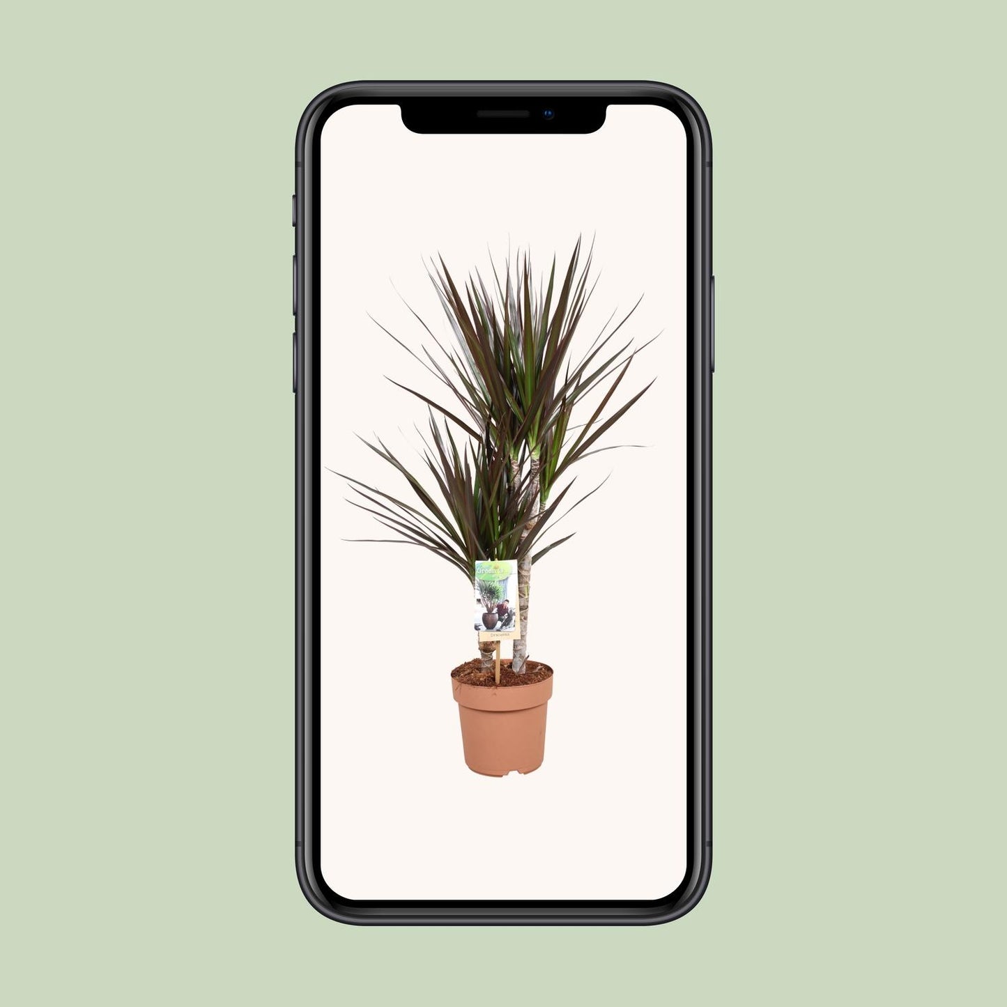 Dracaena Magenta - Ø17cm - ↕80cm bei Pflanzfix24.de - Pflanzfix24.de