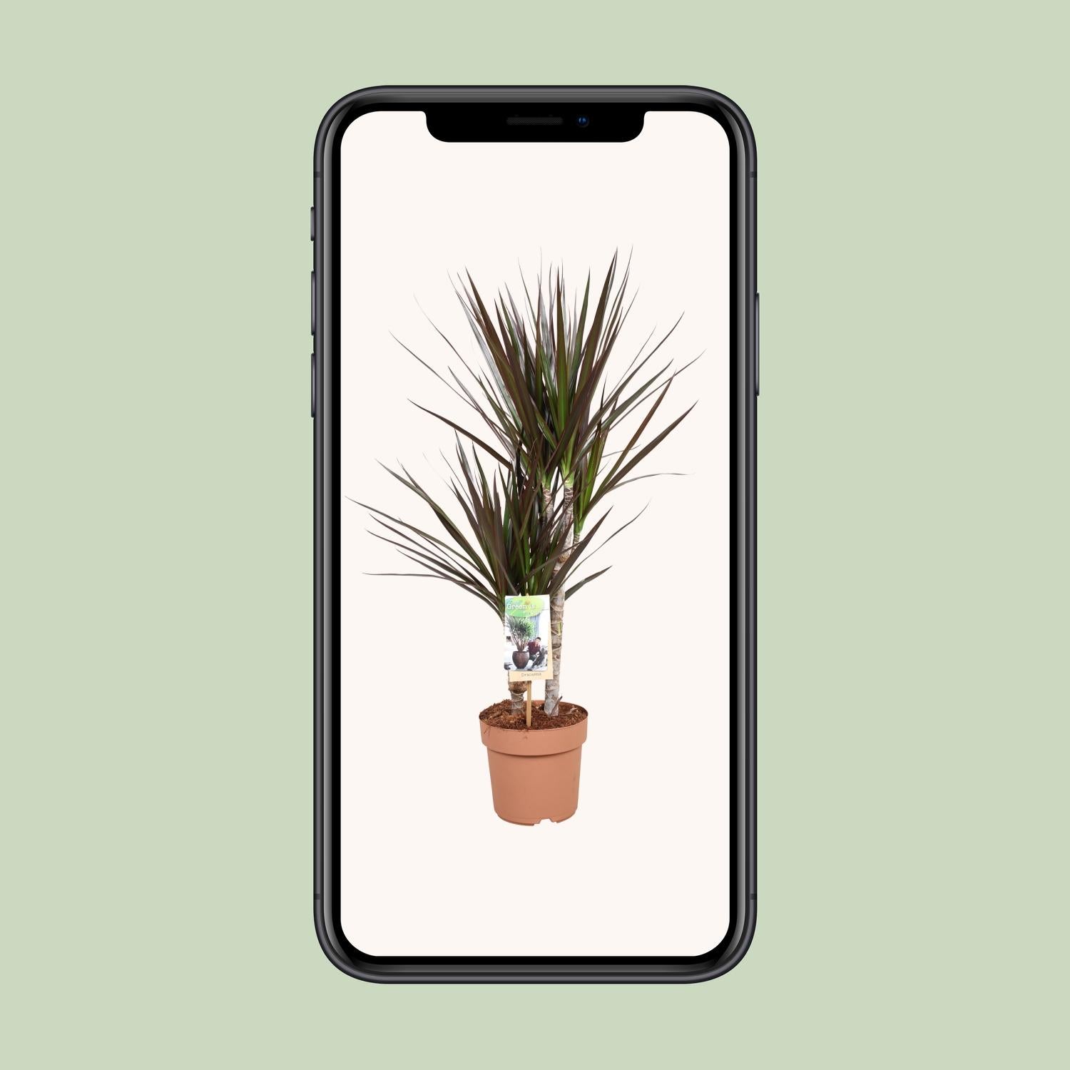 Dracaena Magenta - Ø17cm - ↕80cm bei Pflanzfix24.de - Pflanzfix24.de
