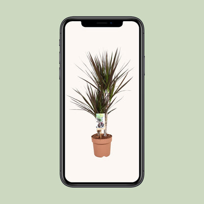 Dracaena Magenta - Ø17cm - ↕80cm bei Pflanzfix24.de - Pflanzfix24.de
