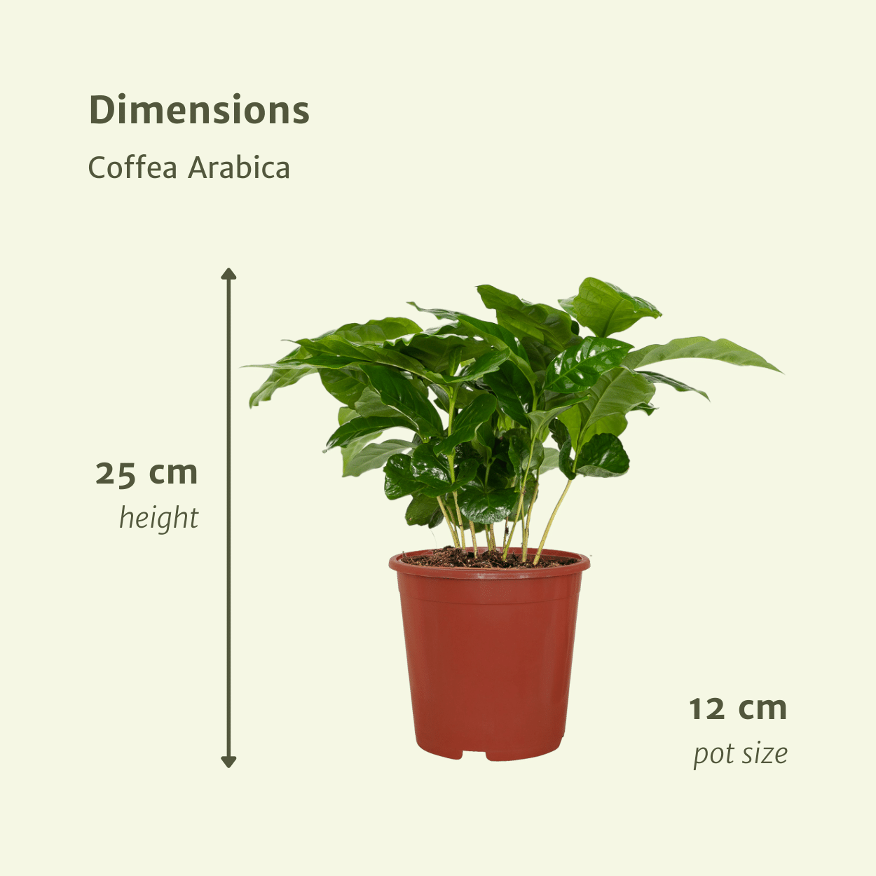 Coffea Arabica (Kaffeepflanze) - 2 Stücke - Pflanzfix24.de - Pflanzfix24.de
